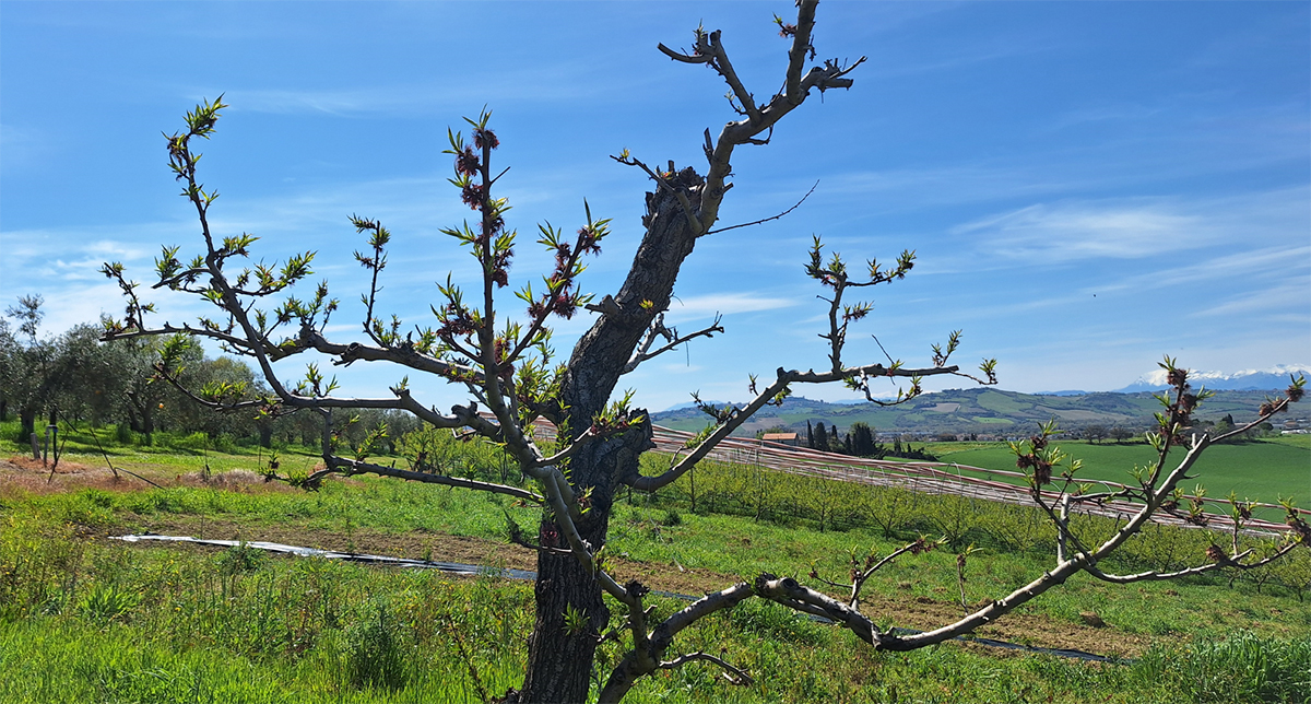 Piante di pesca piatta risalenti al 1985